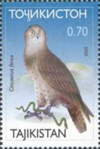 Short-toed Snake Eagle (Circaetus gallicus)